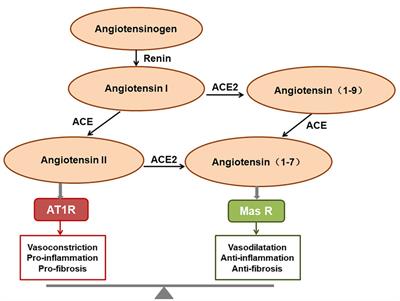 SARS-CoV-2: pathogenesis, therapeutics, variants, and vaccines